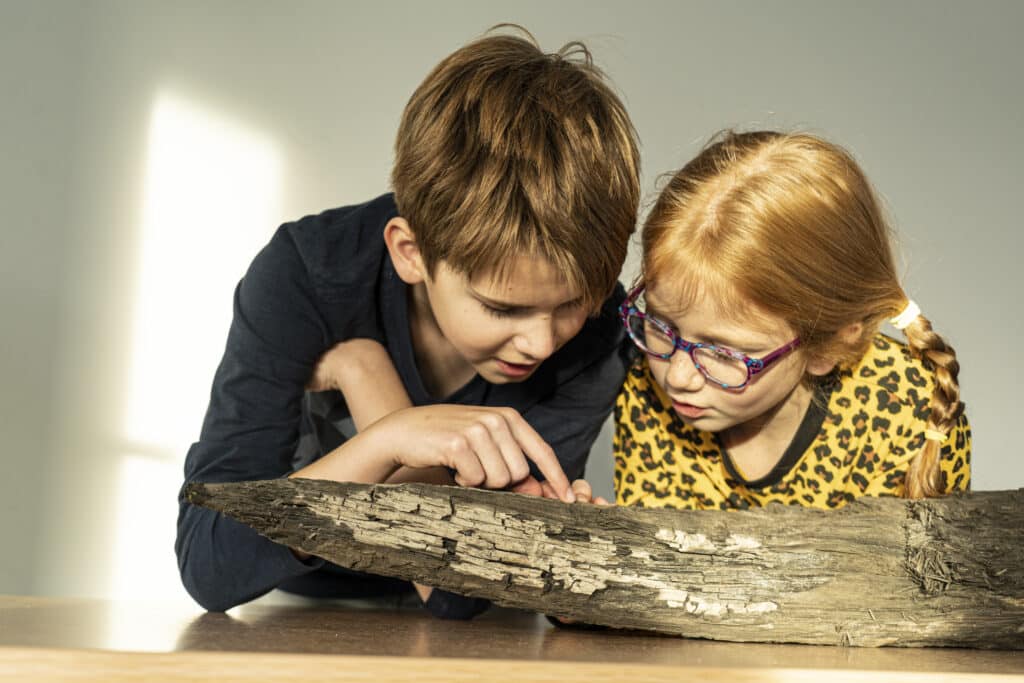 Nu geopend

Hout is het ware goud van de Nederlandse archeologie, want het bevat een schat aan informatie. De nieuwe interactieve expositieruimte de Houtkamer staat volledig in het teken van hout, waar het verhaal over de wondere wereld van dit materiaal wordt verteld. Twee eeuwen lang waren de Romeinen hier in gevecht met de rivier, met hout als hun voornaamste wapen. En ook in de Romeinse tijd zien we slimme vormen van hergebruik. Misschien wel meer dan andere materialen brengt archeologisch hout ons in contact met een levend verleden. Daarom is hout voor Nederland een kernwaarde van het werelderfgoed van de limes.

In deze nieuwe expositieruimte ontdek je het verhaal achter dit waardevolle materiaal d.m.v. historische objecten, levensechte replica's en interactieve games.